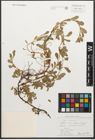 Foto von Salix retusa L.